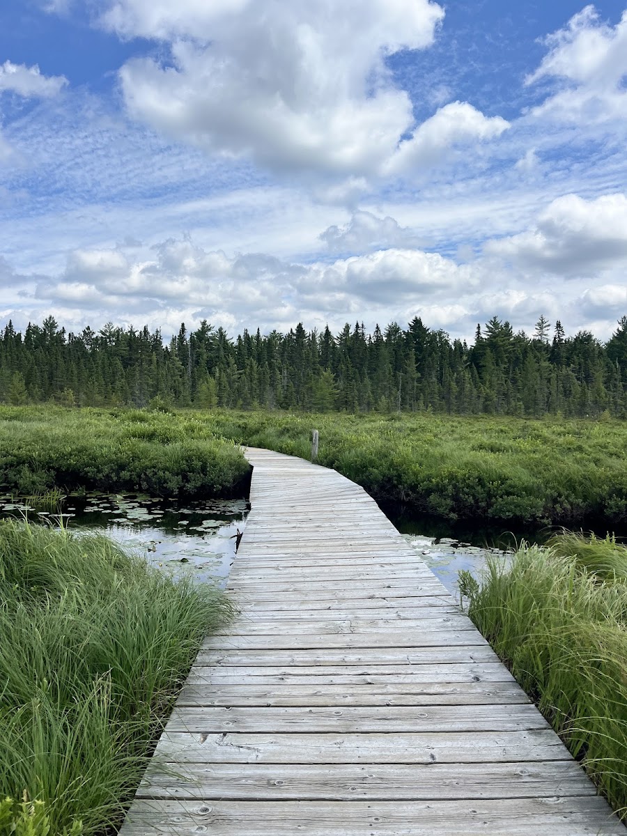 Spruce Bog Boardwalk Trail