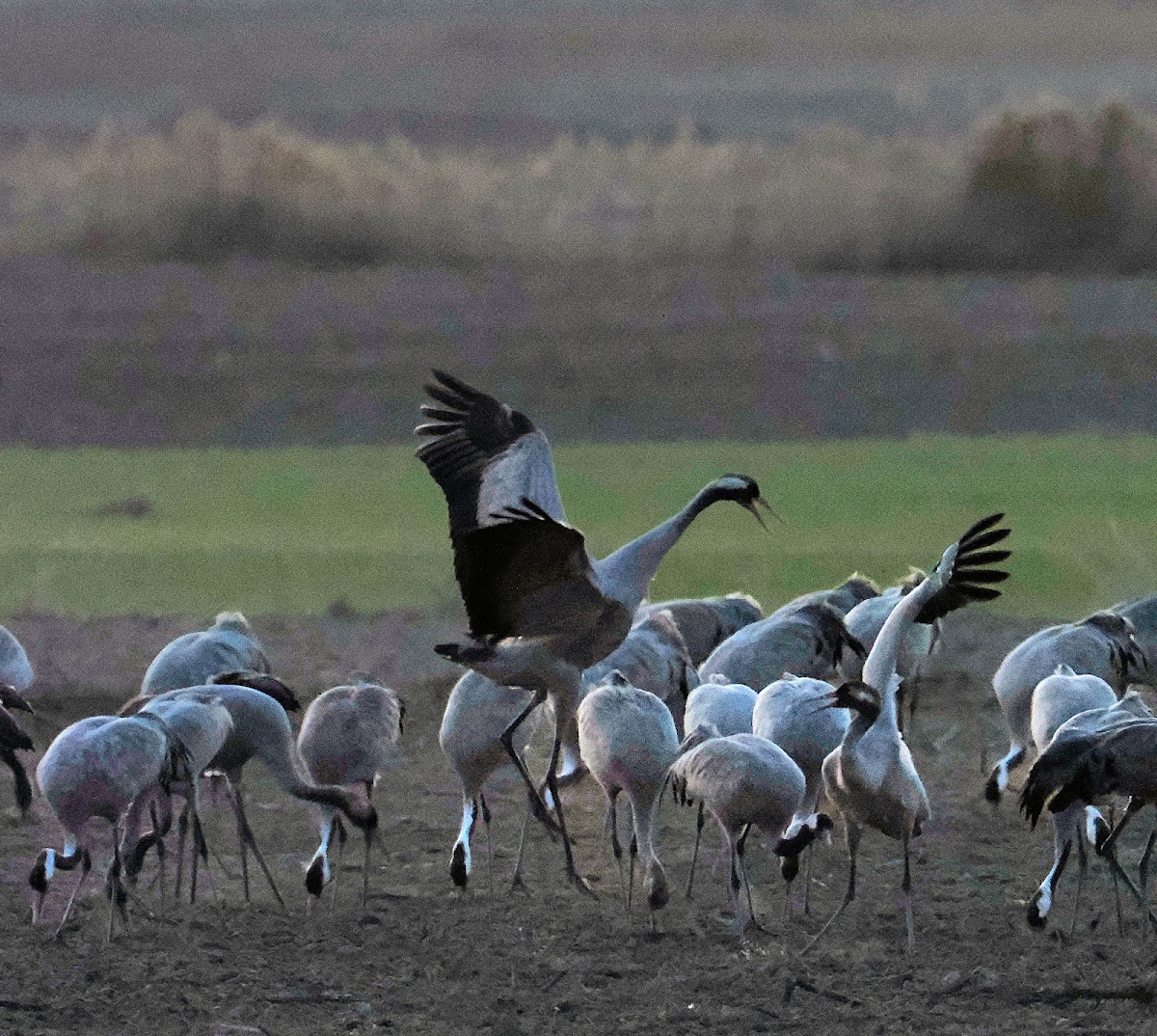 Laguna de Gallocanta