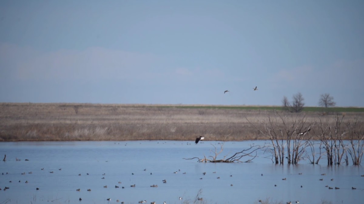 Hackberry Flat Wildlife Management Area