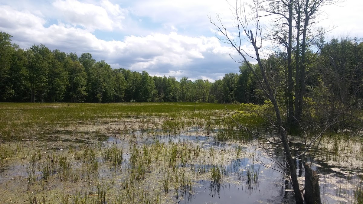 Iroquois National Wildlife Refuge