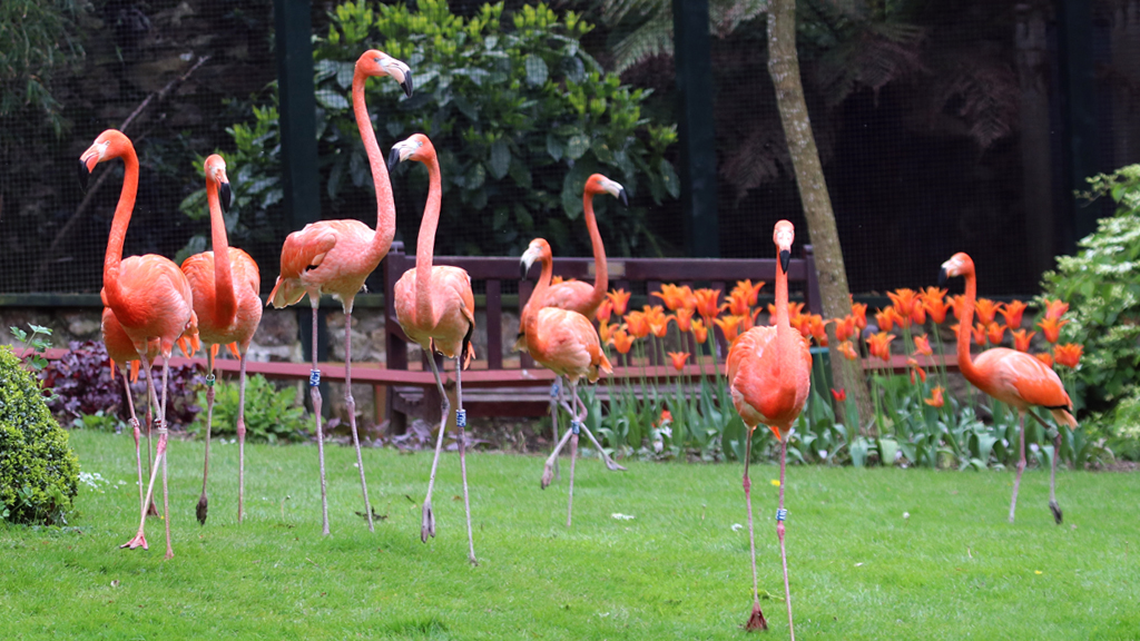 Paradise Park and JungleBarn Cornwall