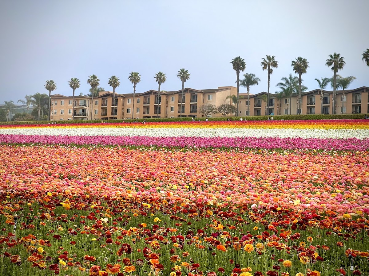 The Flower Fields