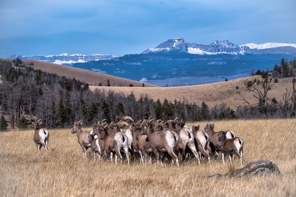 National Bighorn Sheep Center