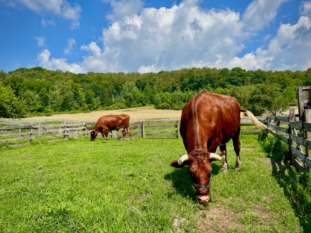 Hale Farm & Village