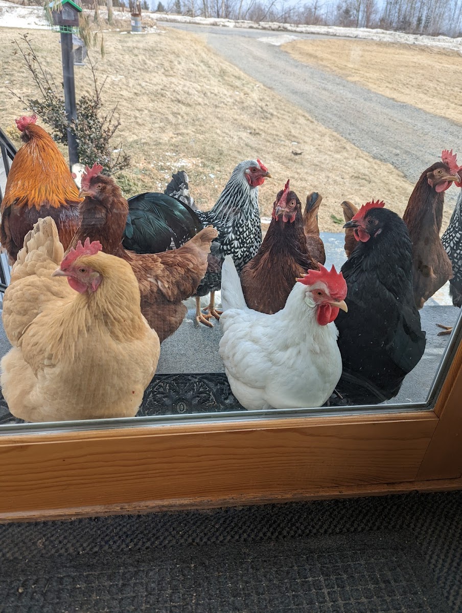 Berlin Trails Farm and Inn photo 3