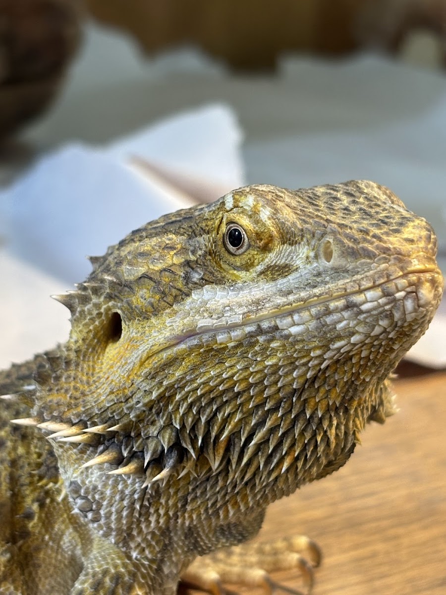 Alternatus Uruguay (Criadero de reptiles Para Mascotas)