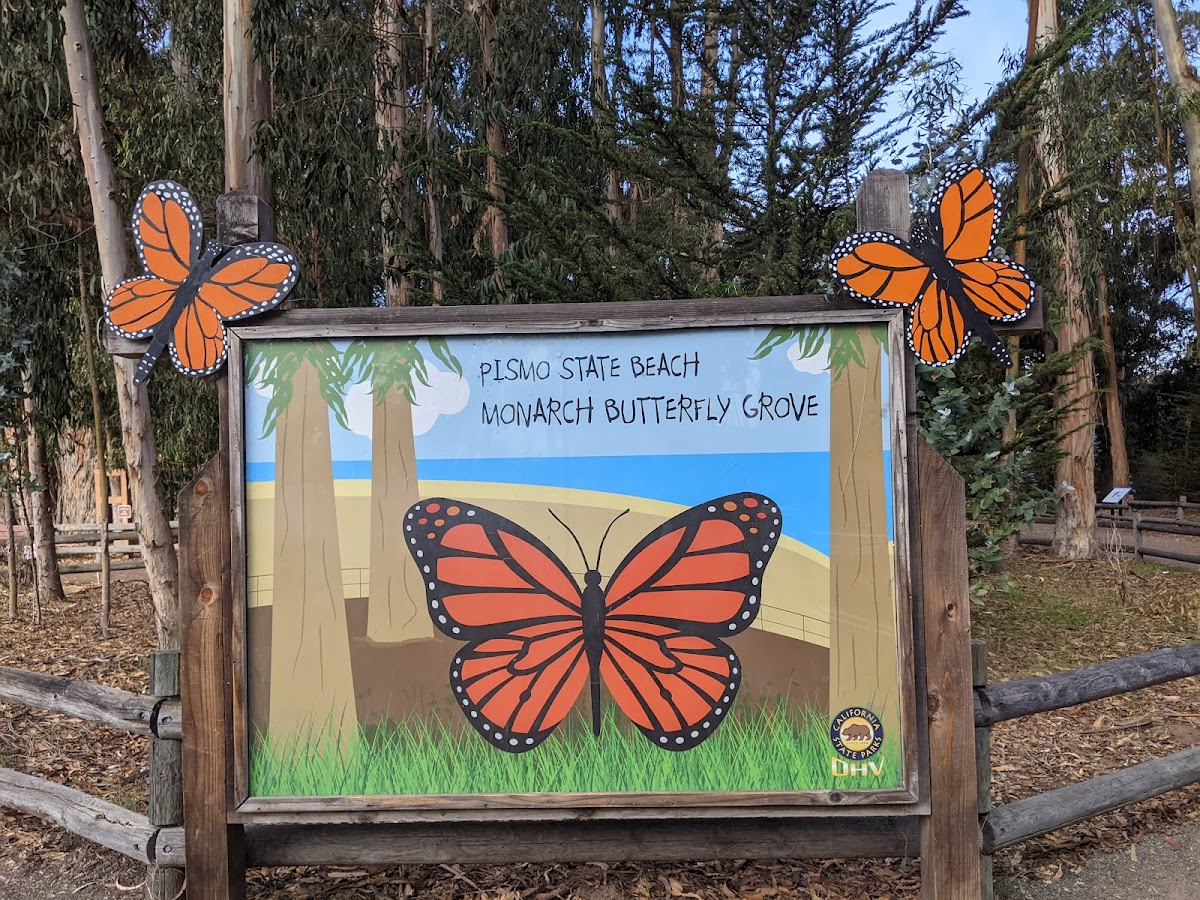 Monarch Butterfly Grove
