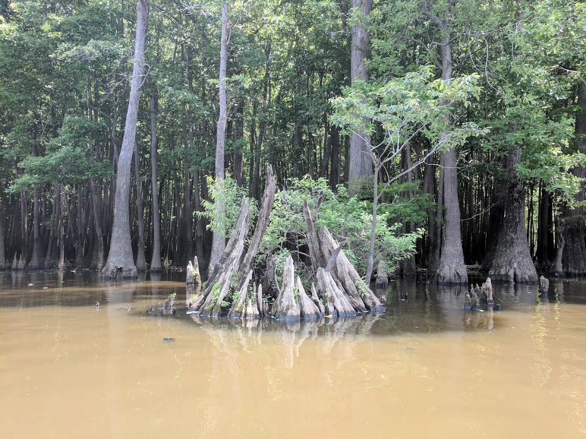 Lower Hatchie National Wildlife Refuge