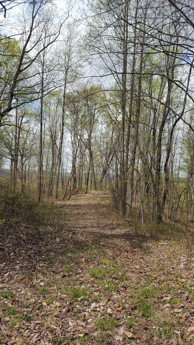 Blair Mountain