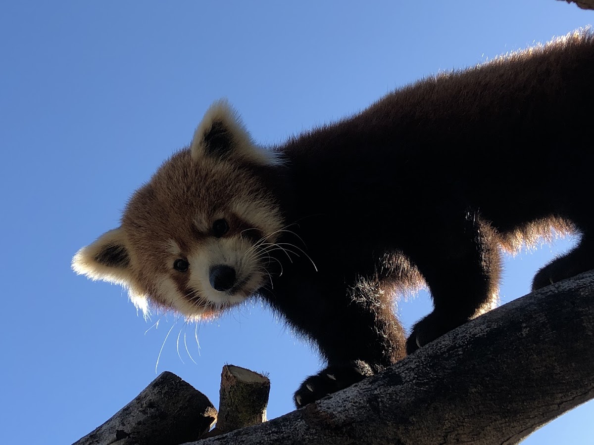 Central Coast Zoo (formerly Charles Paddock Zoo)