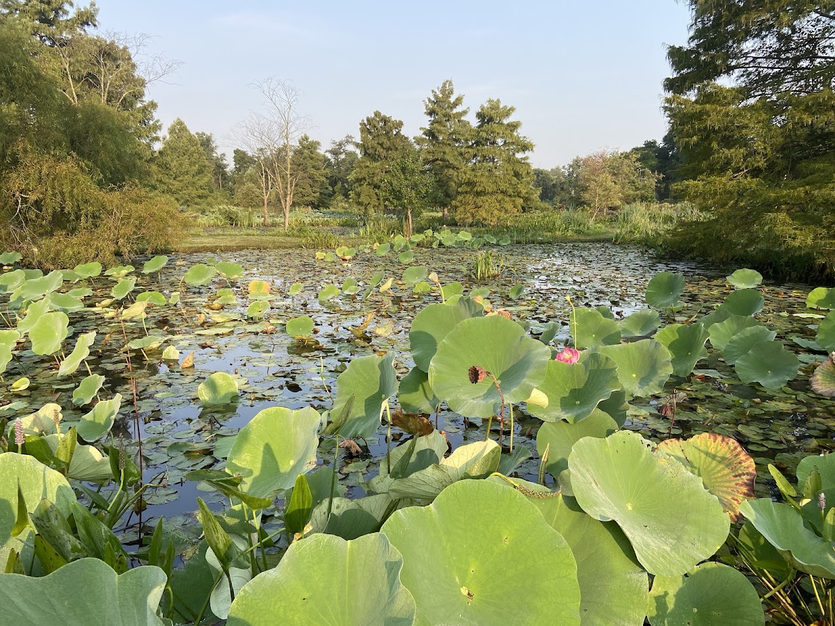 Kenilworth Park & Aquatic Gardens