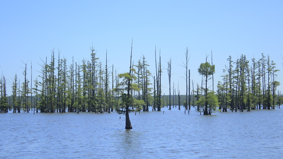 Hovey Lake Fish and Wildlife Area