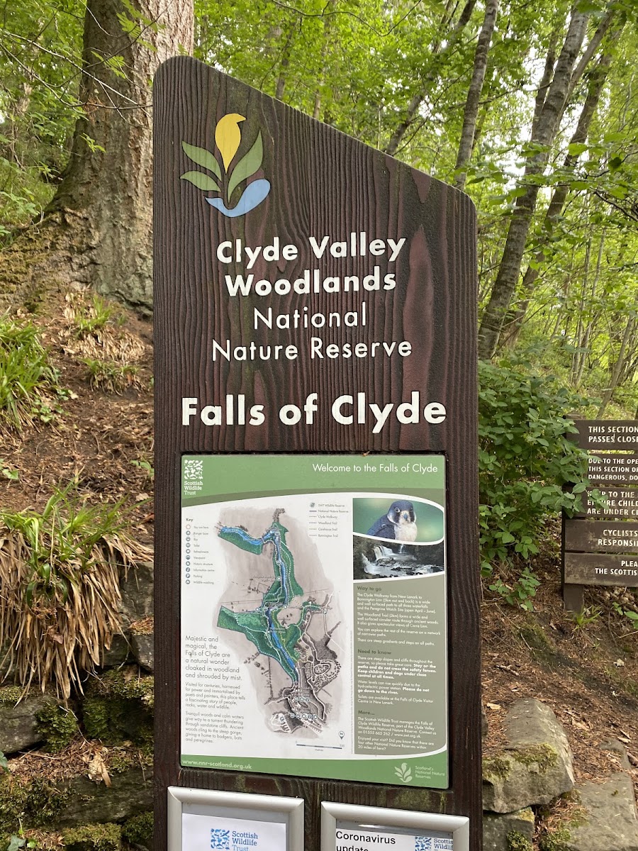 The Falls of Clyde