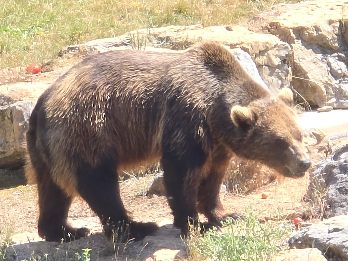 Animal Park of Gramat