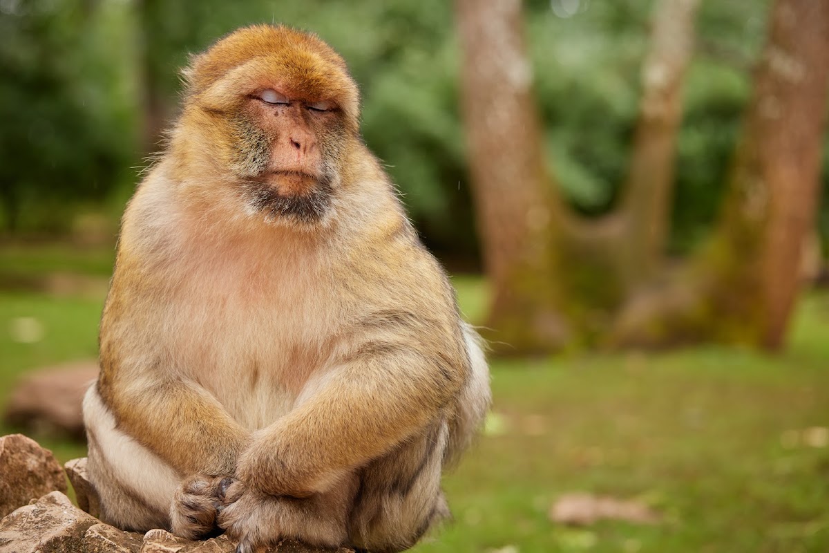 Monkey Forest