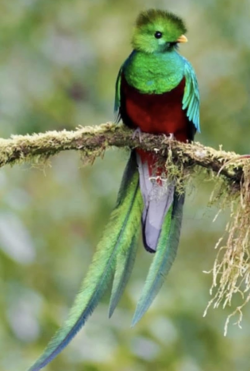 Refugio del Quetzal