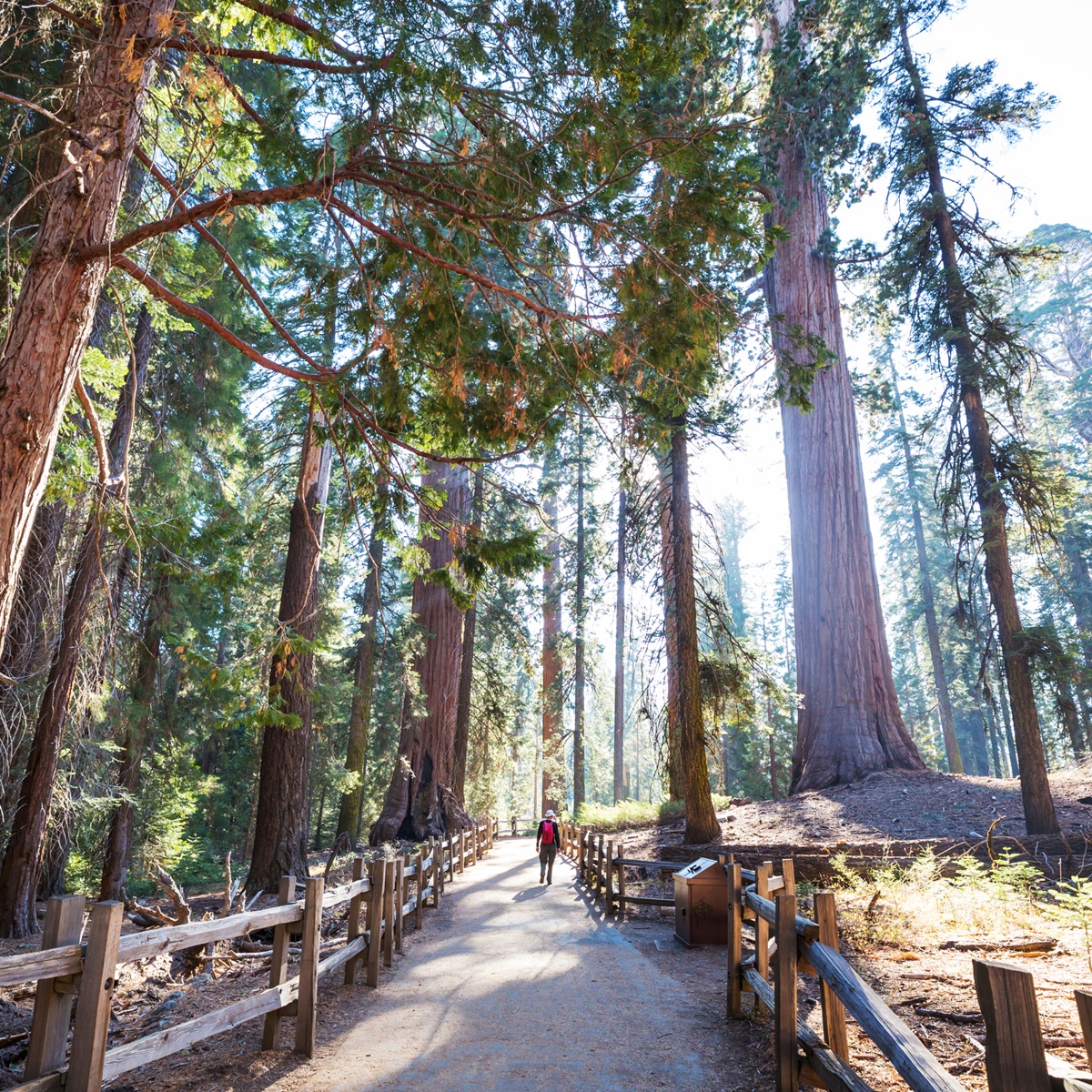 AutoCamp Sequoia photo 2