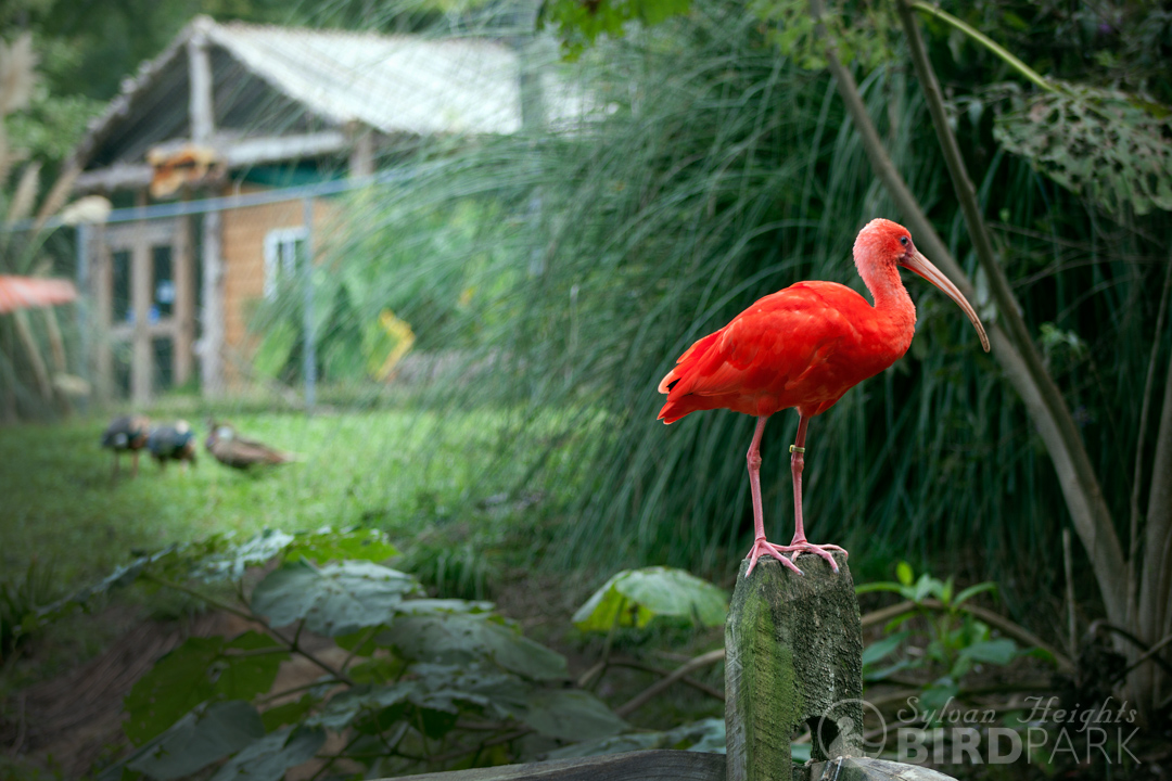 Sylvan Heights Bird Park