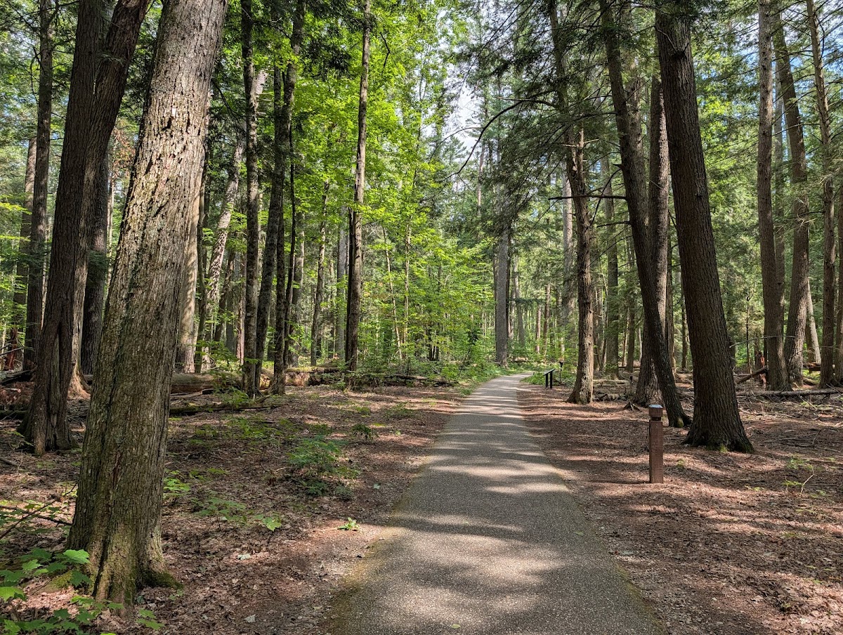 Hartwick Pines State Park