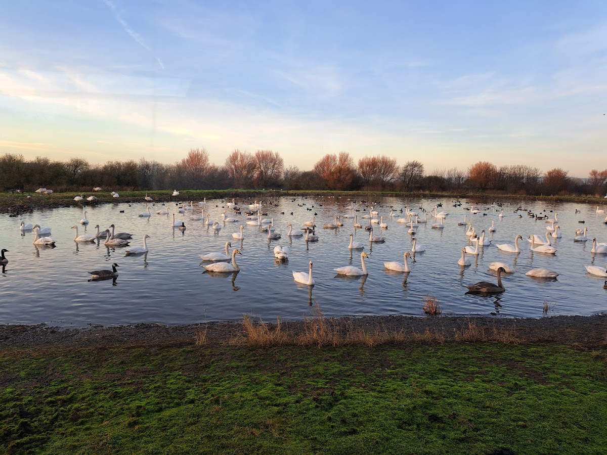 WWT Caerlaverock