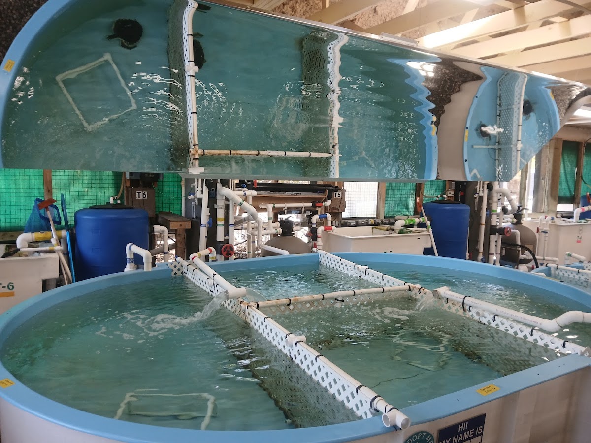 Georgia Sea Turtle Center