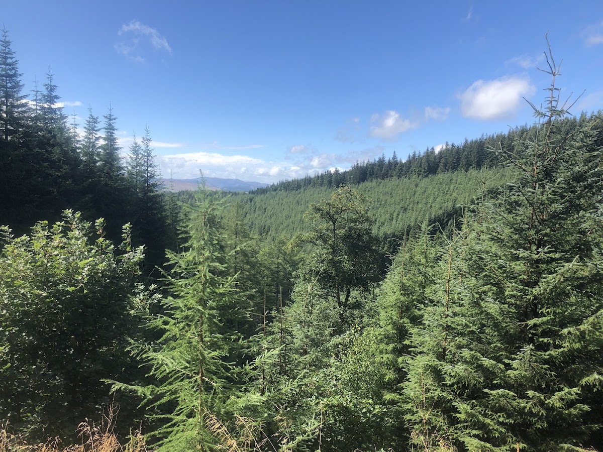 Glentress Forest