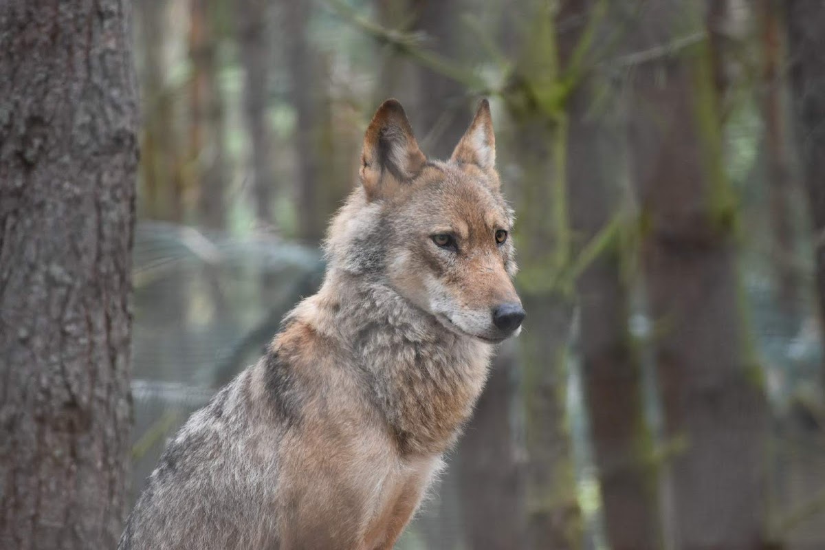 Highland Wildlife Park