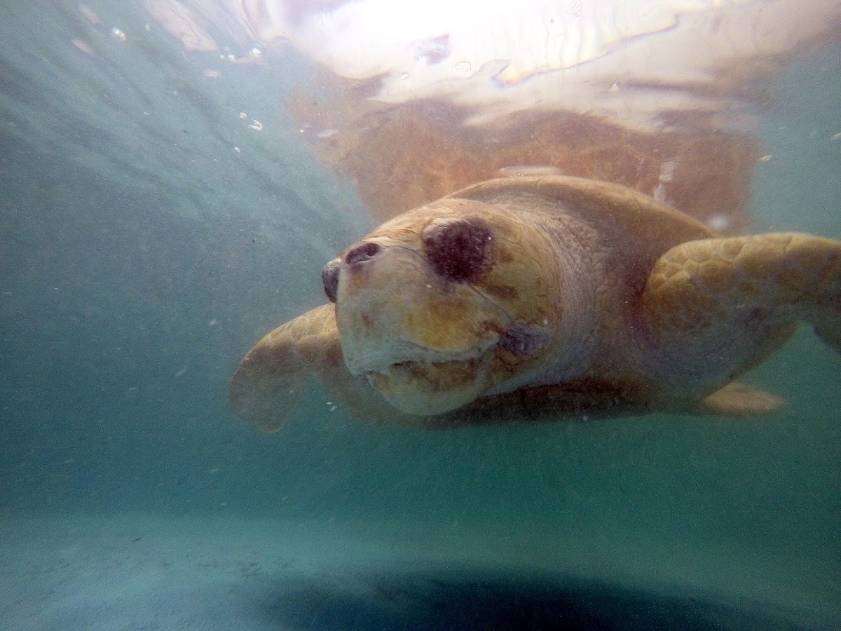 The Karen Beasley Sea Turtle Rescue and Rehabilitation Center