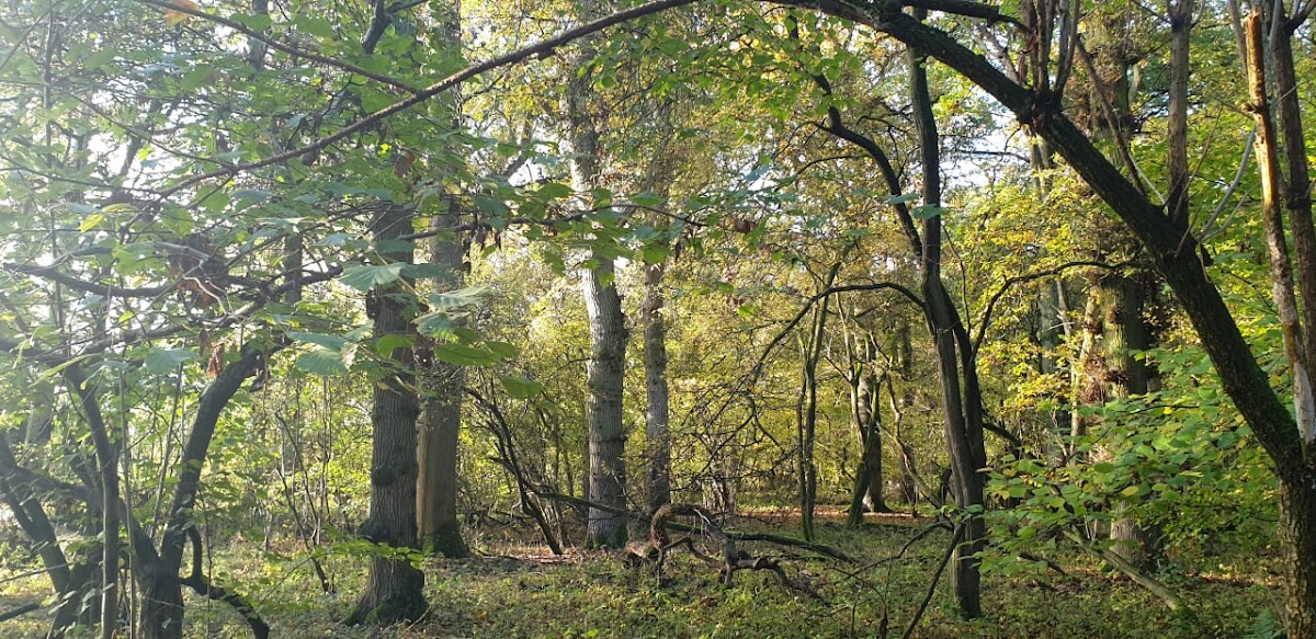 Salcey Forest