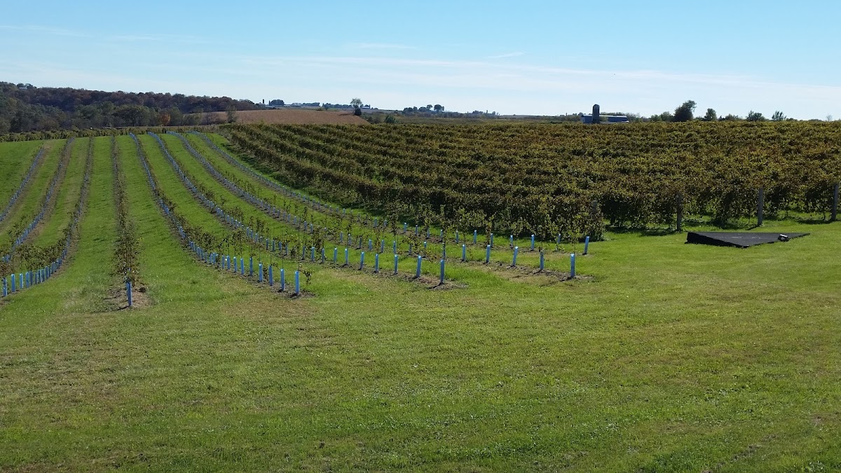 Vernon Vineyards