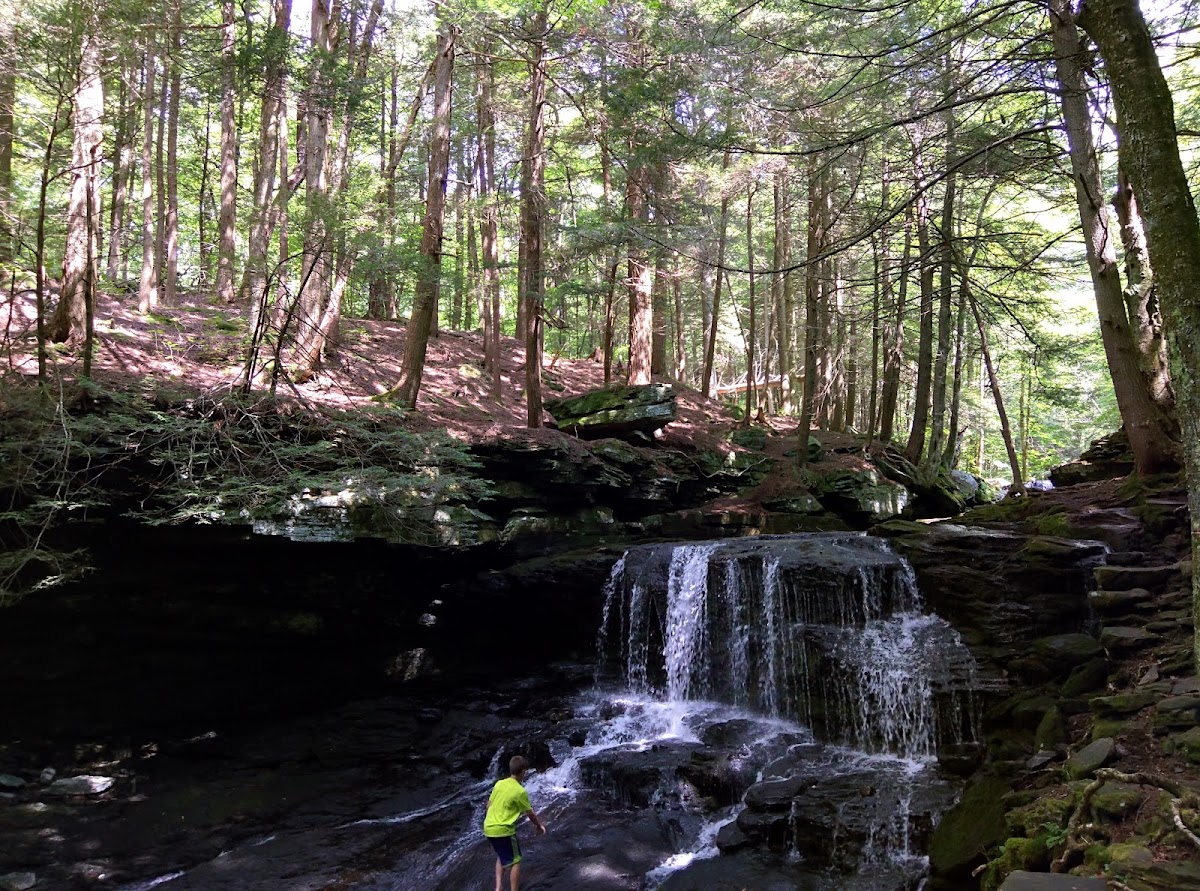 Willowemoc Wild Forest