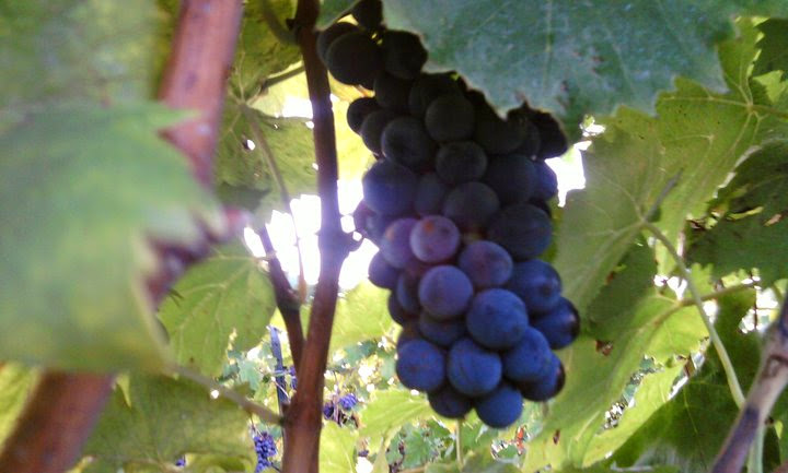 Firelight Vineyards