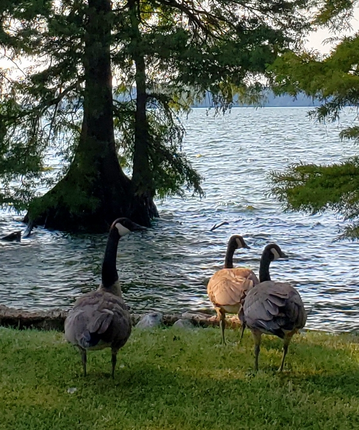 Eagle Nest Resort Duck Hunting and Fishing photo 2