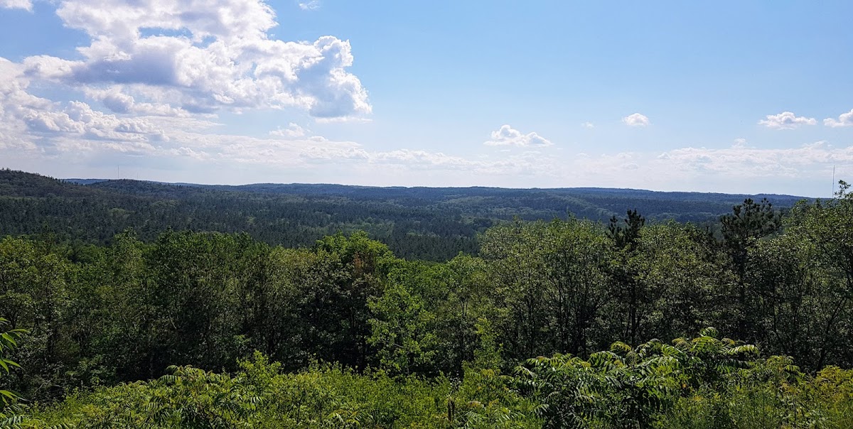 Northumberland County Forest
