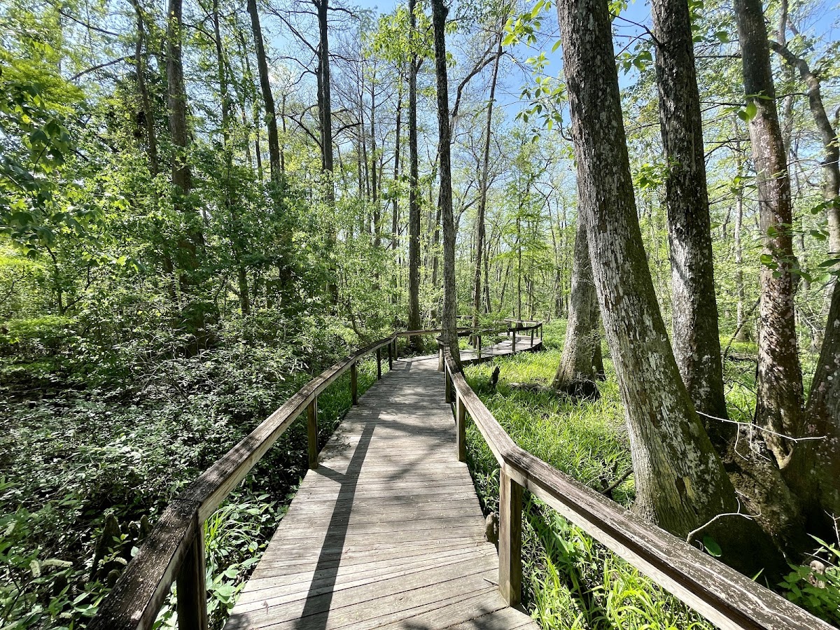 BREC's Bluebonnet Swamp Nature Center