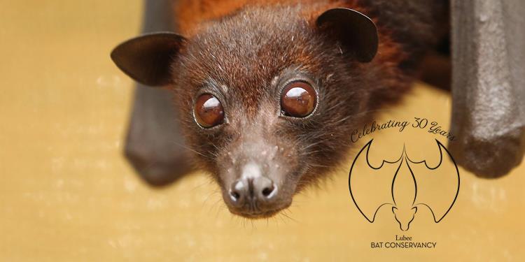 Lubee Bat Conservancy