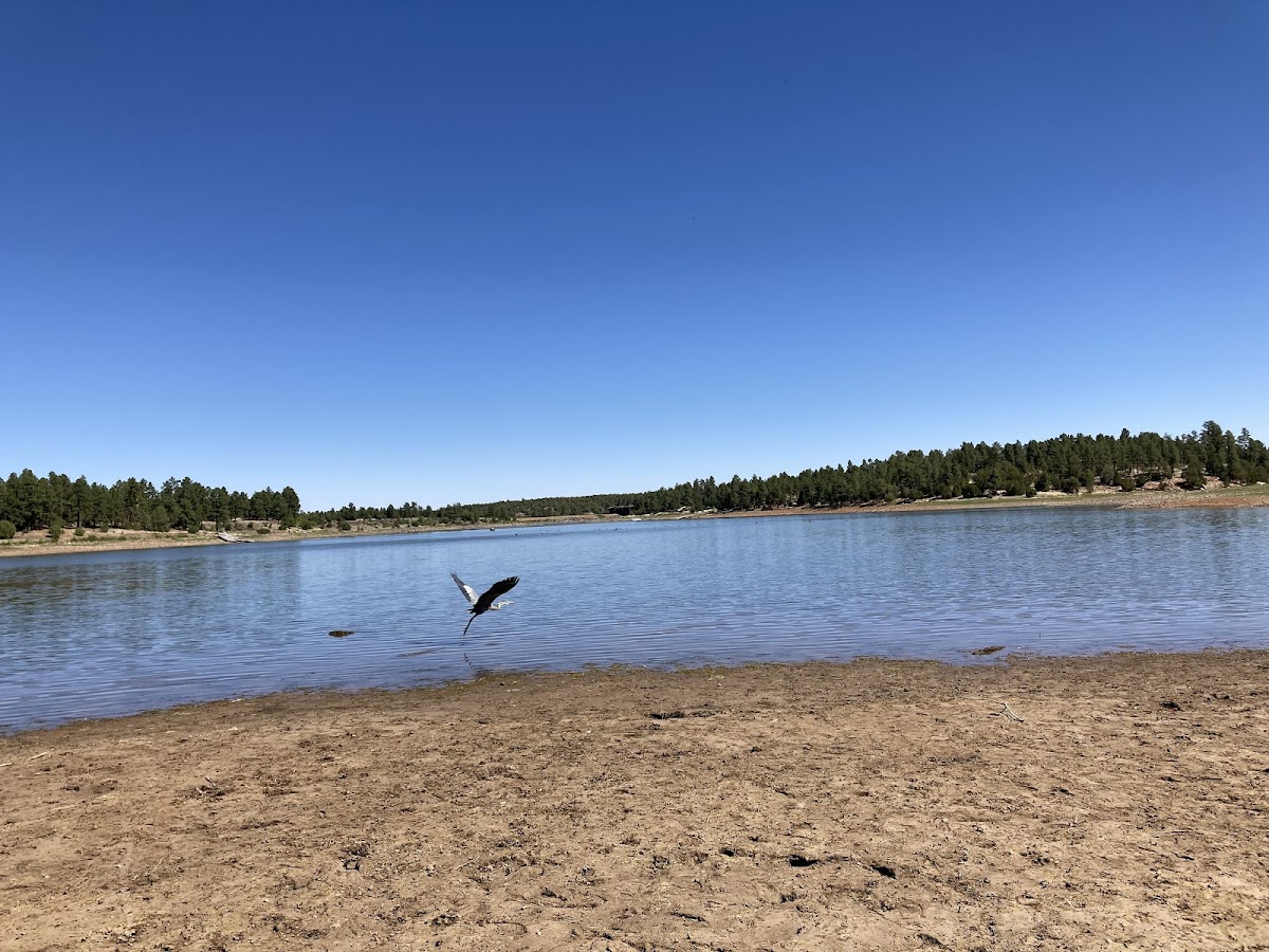 Fool Hollow Lake