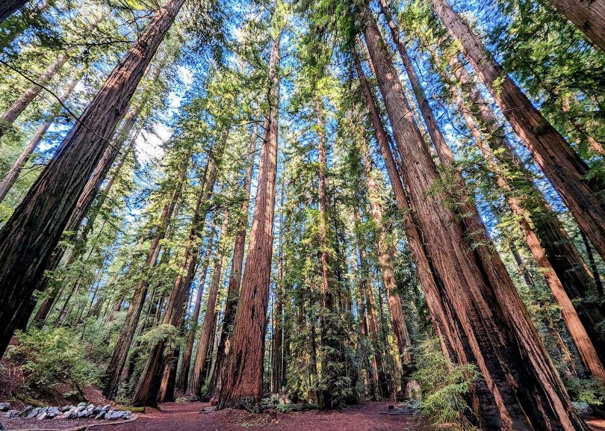 Montgomery Woods State Natural Reserve