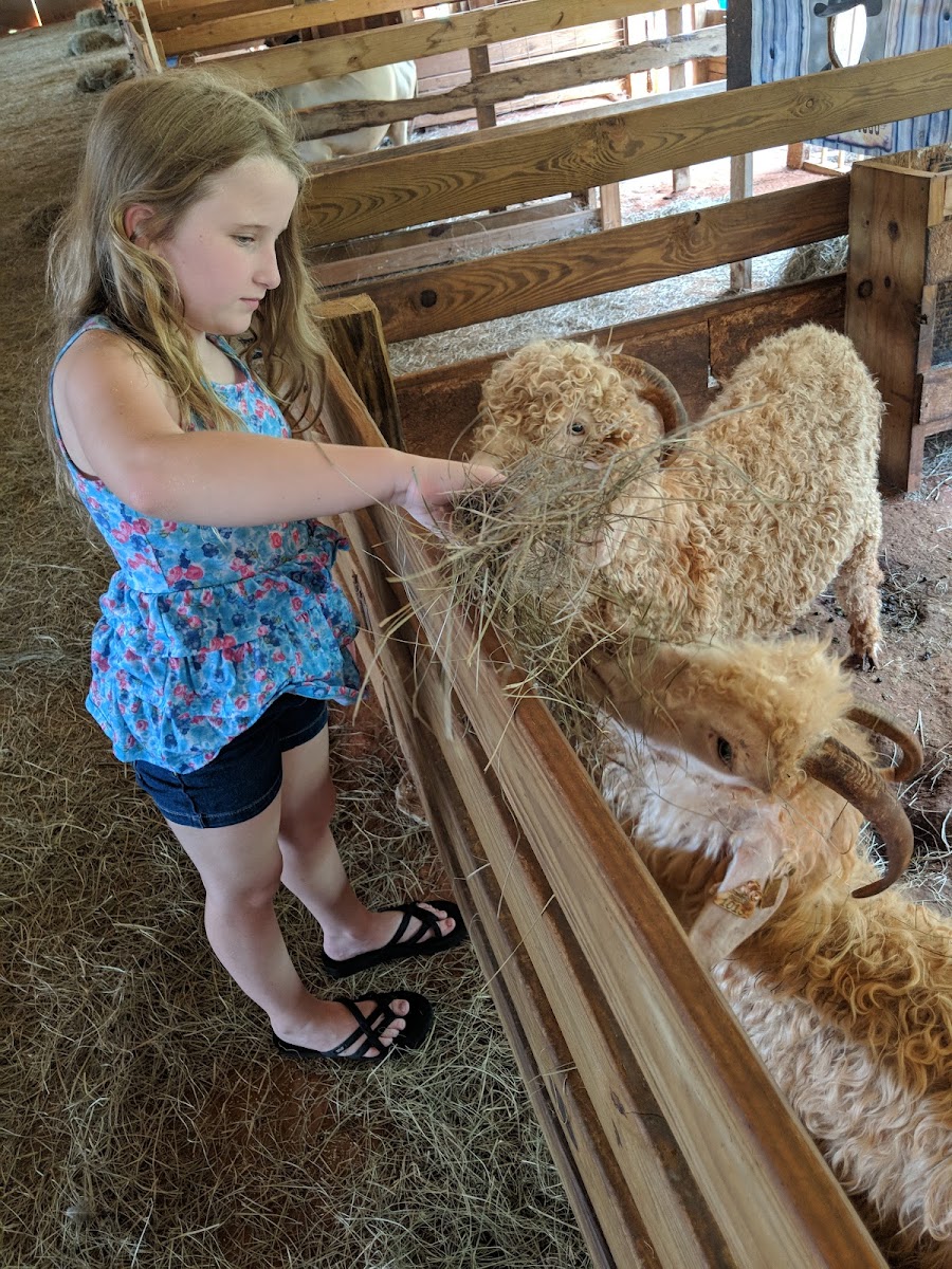 Two By Two Petting Zoo