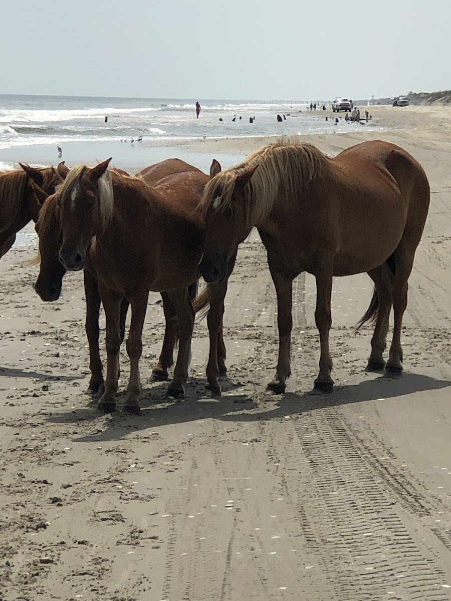 Currituck Beach
