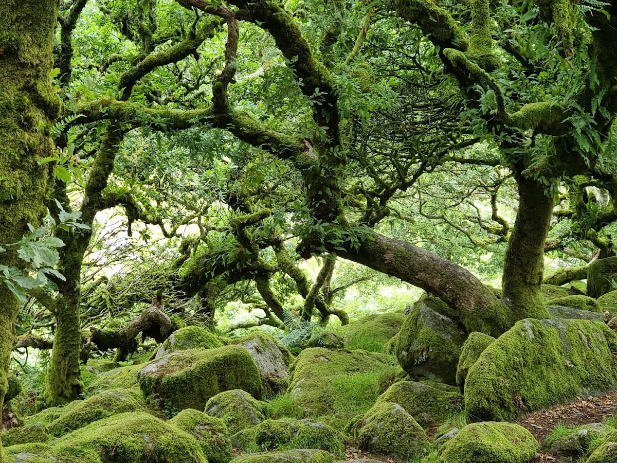 Wistman's Wood