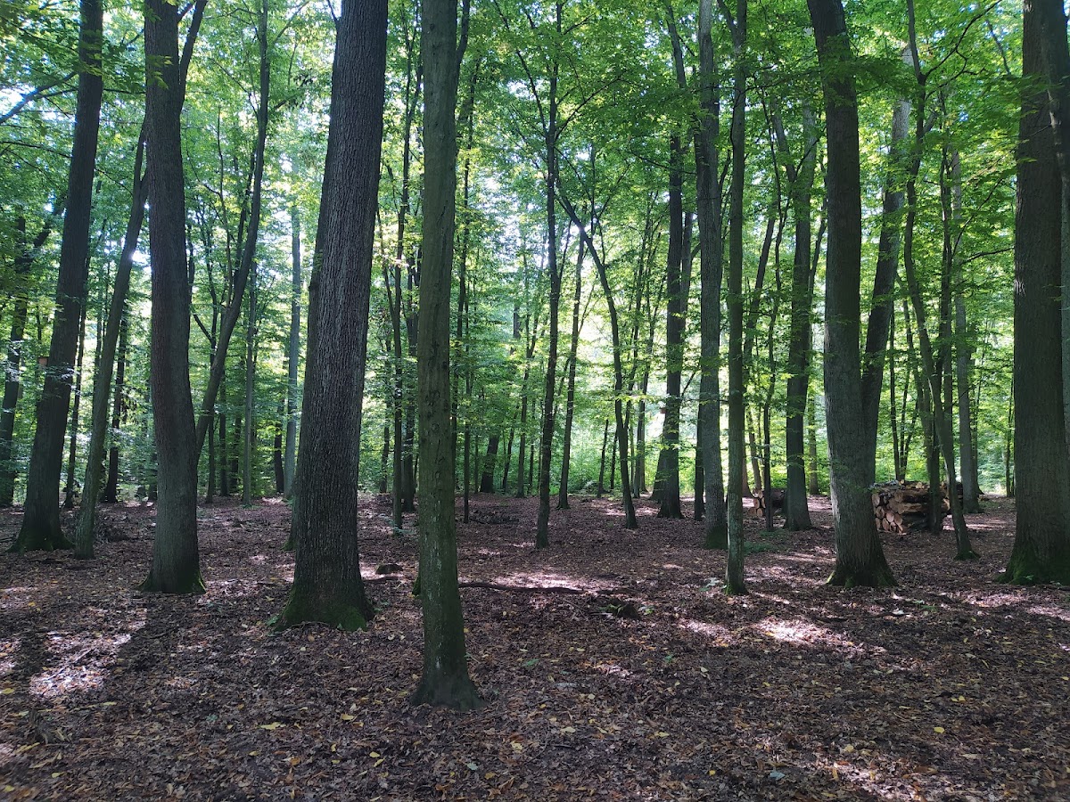 Zespół Parków Krajobrazowych Województwa Łódzkiego
