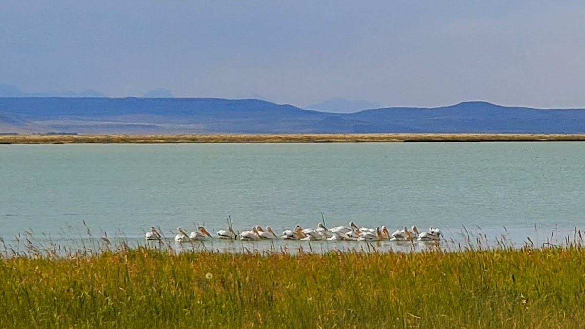 Freezout Lake Wildlife Management Area