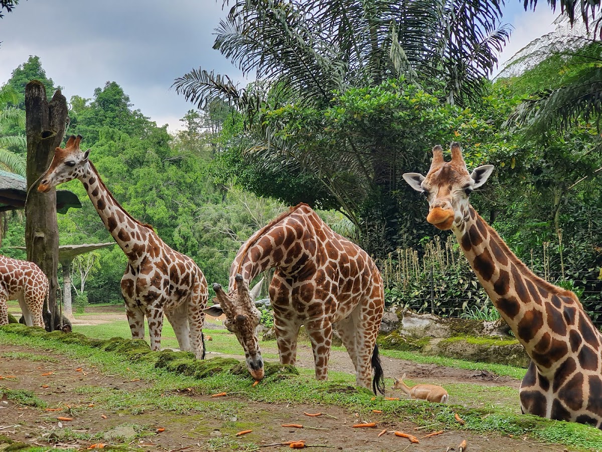 Taman Safari Indonesia Bogor
