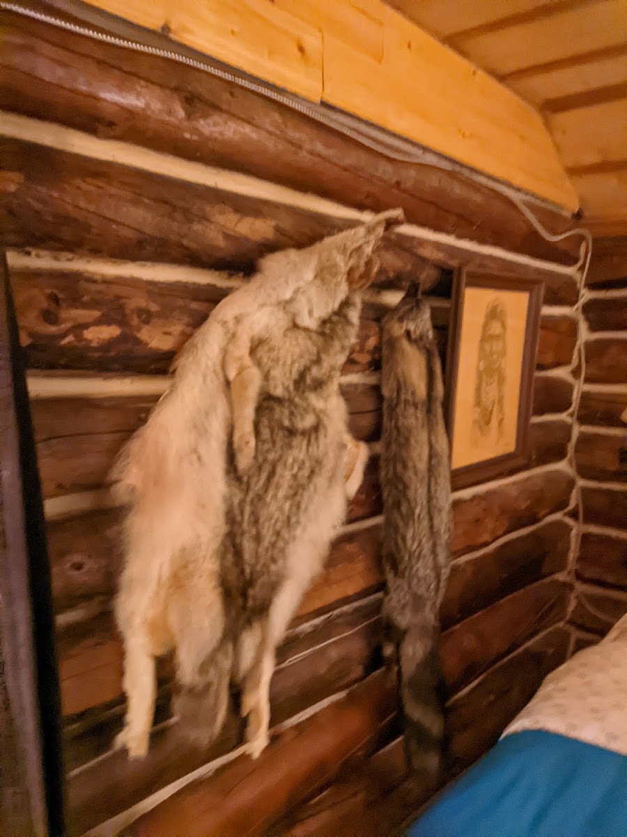 Trapper John's Cabin photo 2