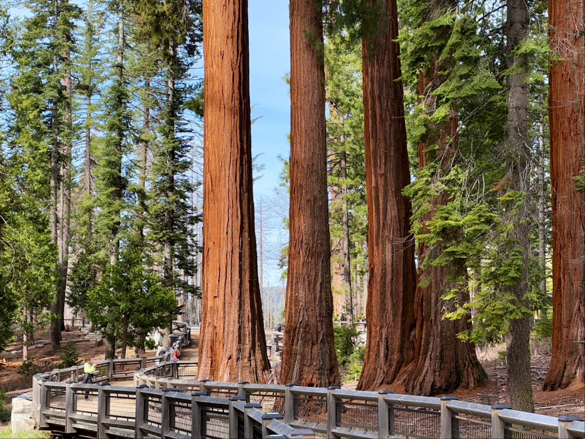 Yosemite - Mariposa Grove of Giant Sequoias