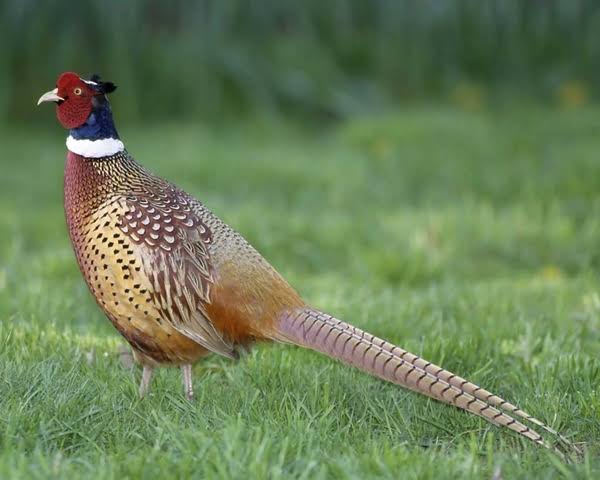 Rahim Yar Khan Wildlife Park
