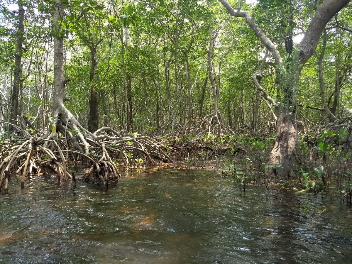 Sontecomapan Lagoon