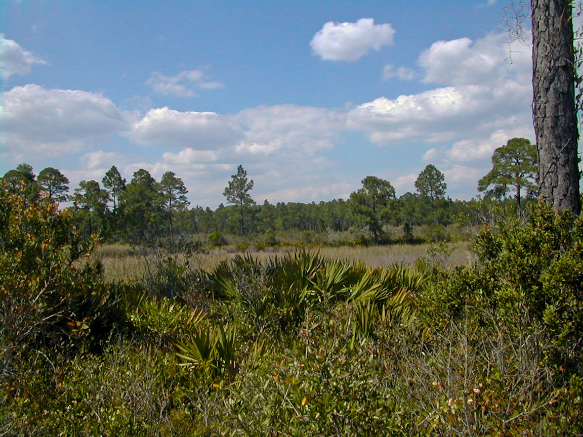 Cedar Key Scrub State Reserve