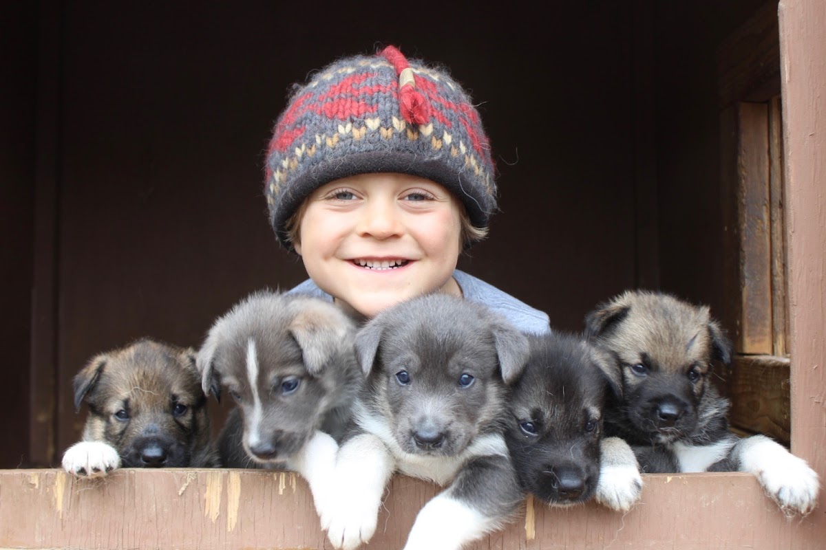 DogGoneIt Tours